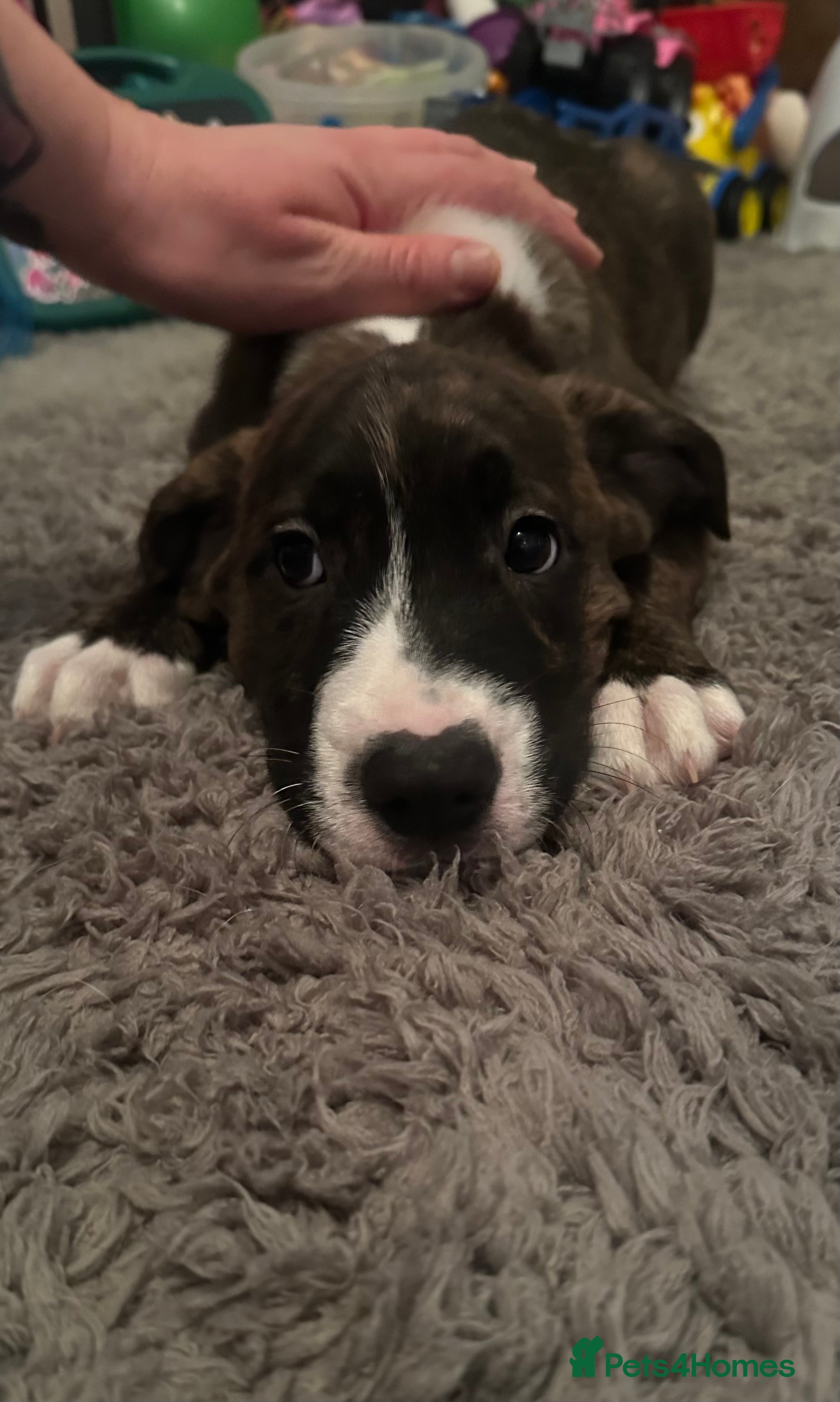 Mixed Breed dogs Lab- Cane Corso Puppies Looking for Loving Homes  - Advert 4