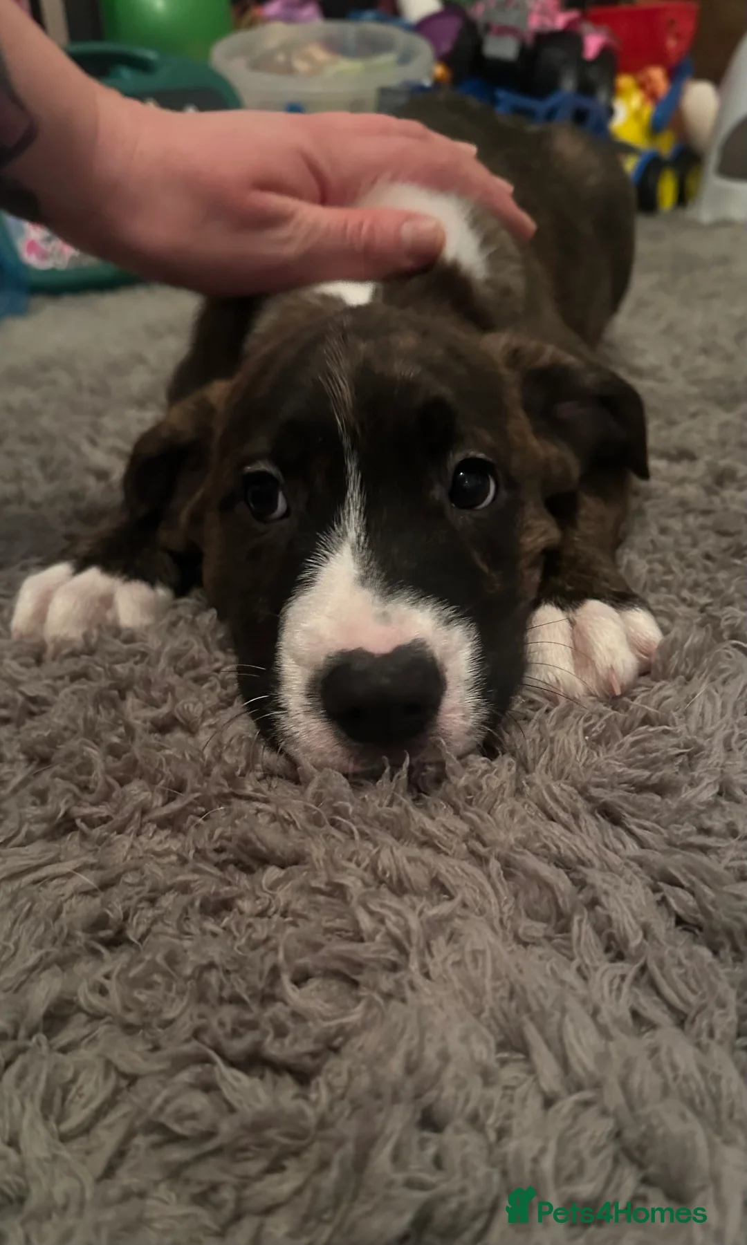 Mixed Breed dogs for sale: Lab- Cane Corso Puppies Looking for Loving Homes  - Advert 4