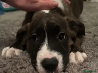 Mixed Breed dogs Lab- Cane Corso Puppies Looking for Loving Homes - Advert 4