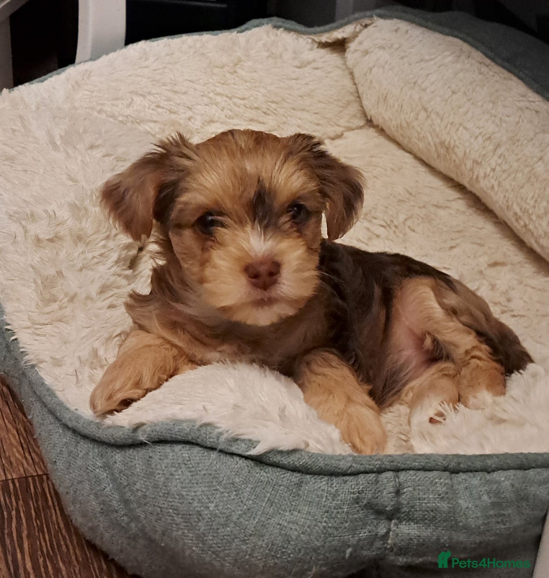 Yorkshire Terrier dogs for sale: 1 Boy & 3 Girls with Unique Coats - Advert 12