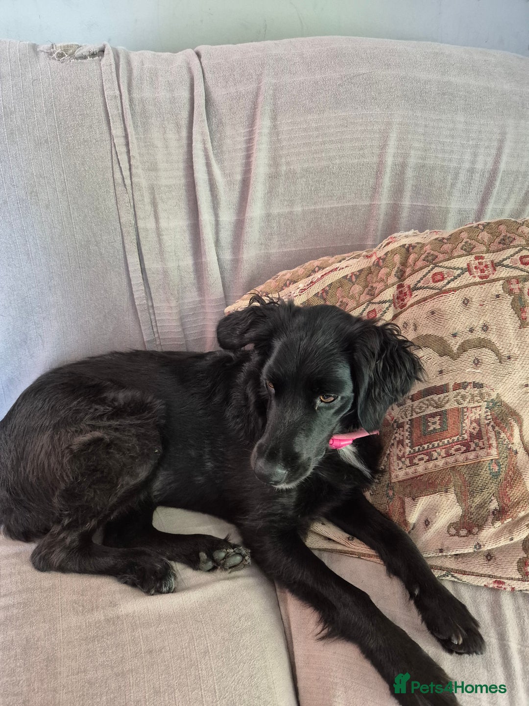 Mixed Breed dogs for sale: Beautiful girl sprollie  - Image 5