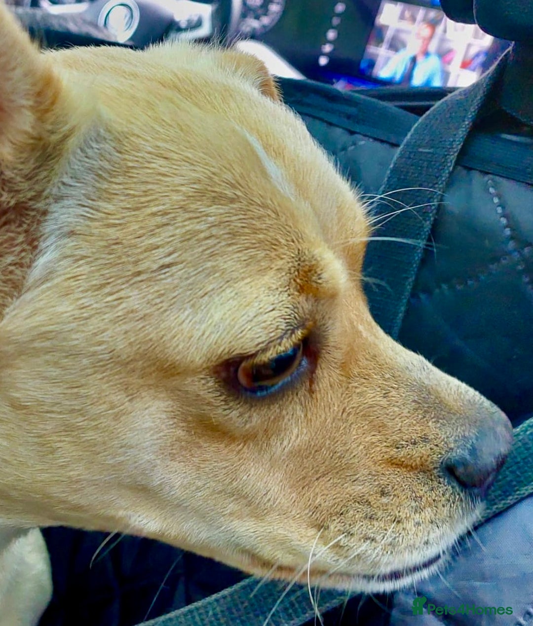 Jack Russell dogs for adoption: Meggy’s Story: Rescued Minutes Before Death - Image 2