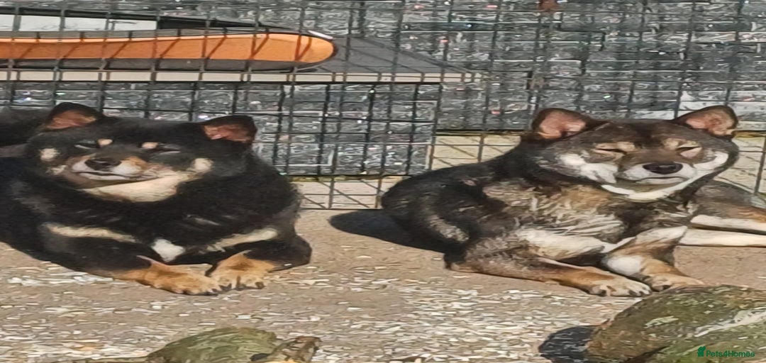 Gallery Image {{count}}