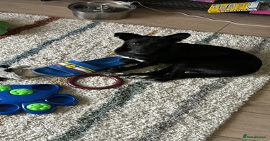 Mixed Breed dogs - Advert 11
