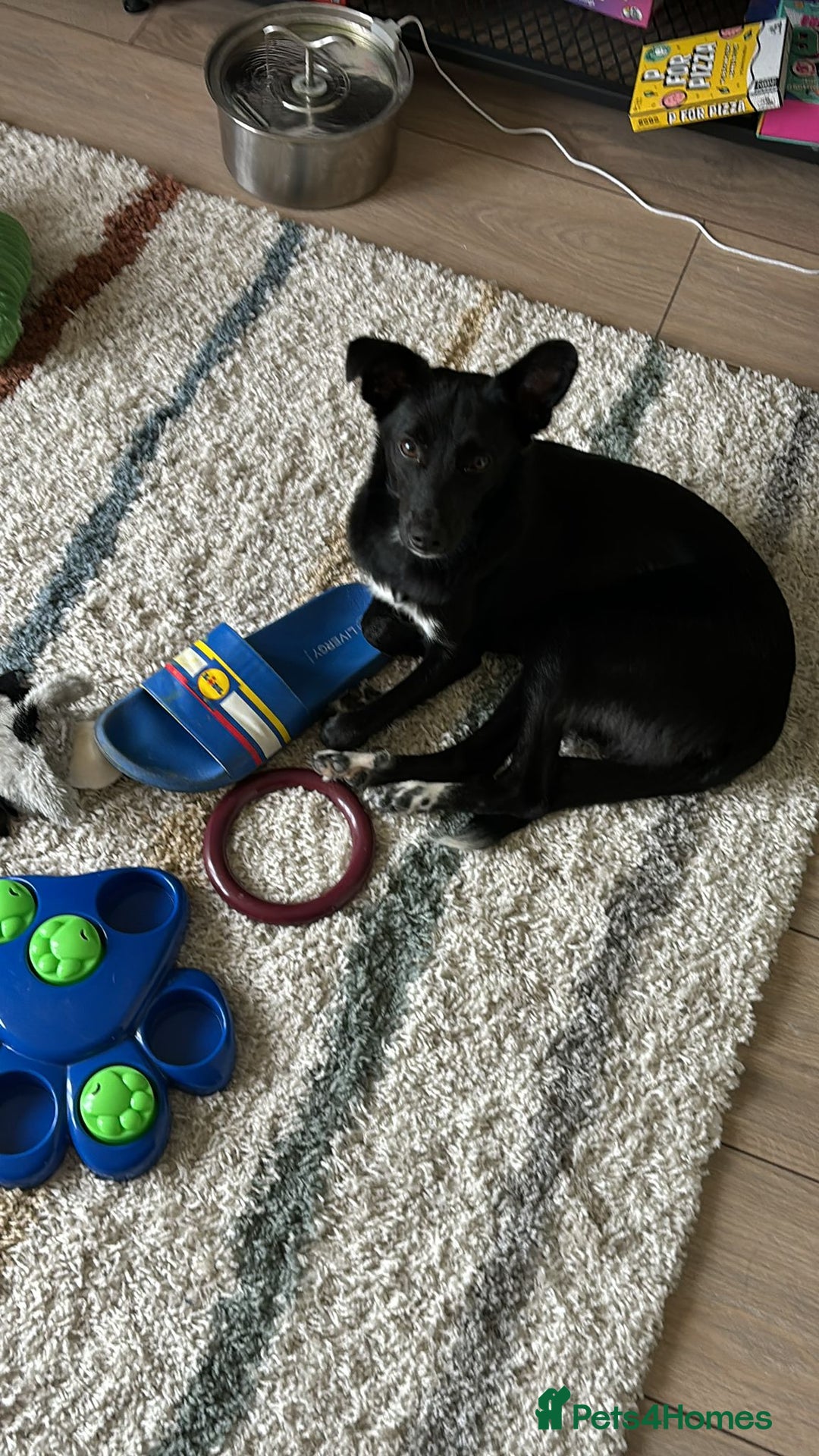 Mixed Breed dogs for adoption: 💙🐶 CORNISHON 🐶💙 - Image 2