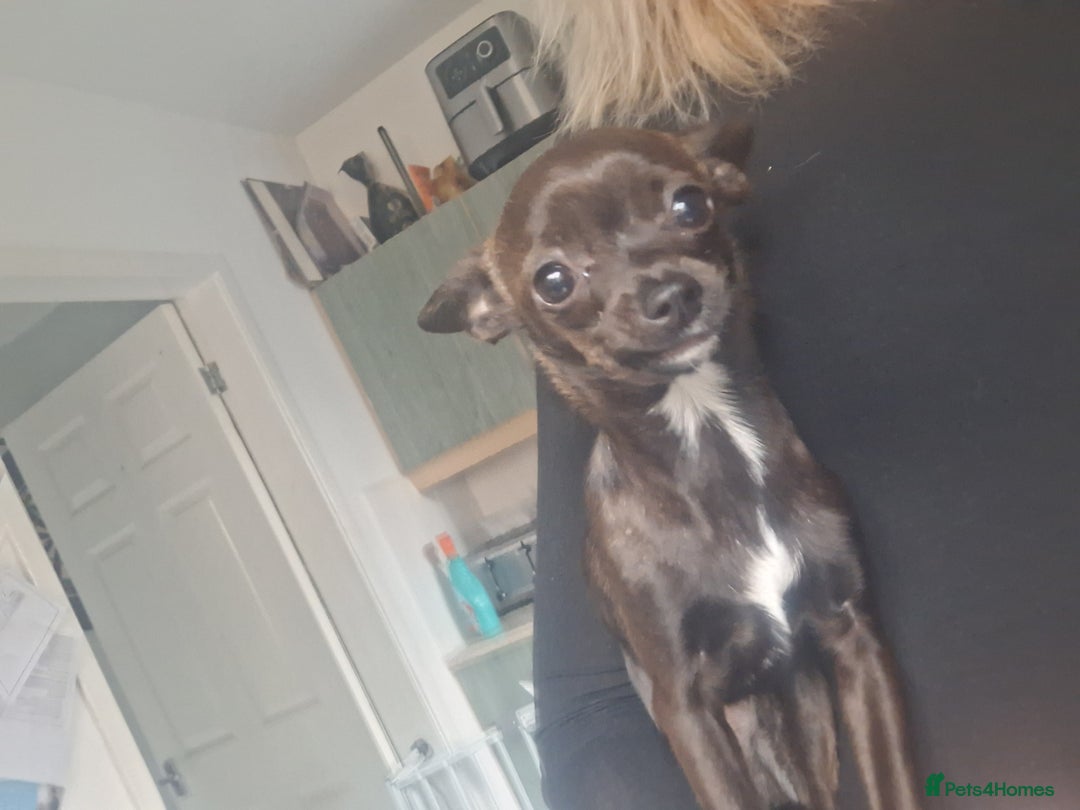 Chihuahua dogs for sale: Chihuahua  - Image 3