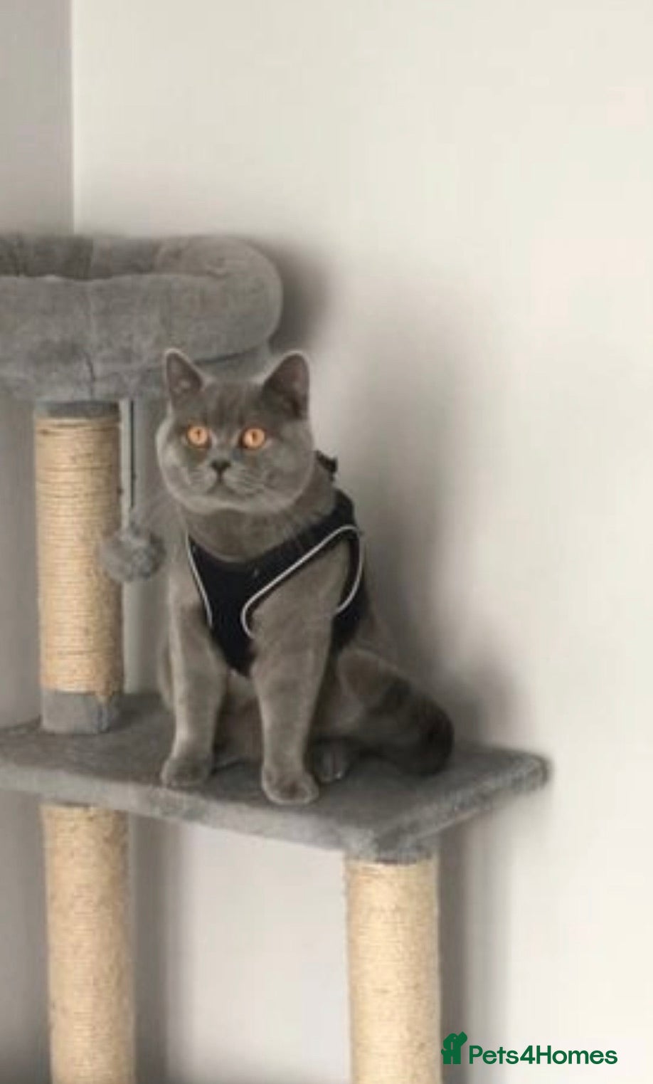 British Shorthair cats 🐈‍⬛ GIZZY THE STUD 🐈‍⬛ GCCF AND TICA REGISTERED  in Solihull - Advert 21