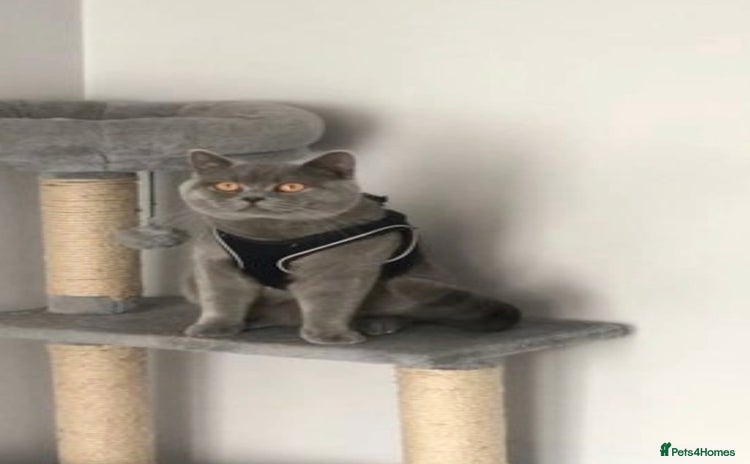 British Shorthair cats in Solihull - Advert 1