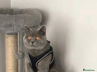 British Shorthair cats 🐈⬛ GIZZY THE STUD 🐈⬛ GCCF AND TICA REGISTERED in Solihull - Advert 10