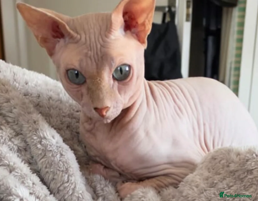 Sphynx cats for sale: Beautiful 4 month Sphynx - Advert 2