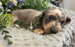 Miniature Dachshund dogs for sale: Miniature Dachshund Puppies Ready for Loving Homes - Image 3