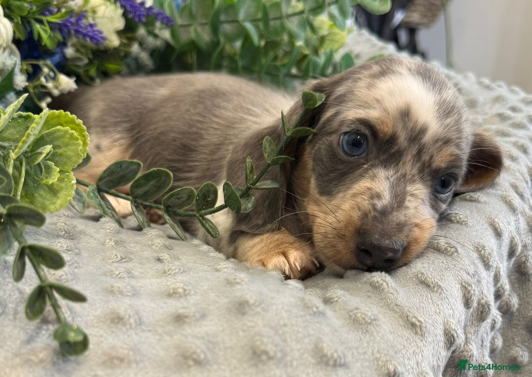 Miniature Dachshund dogs for sale: Miniature Dachshund Puppies Ready for Loving Homes - Image 3