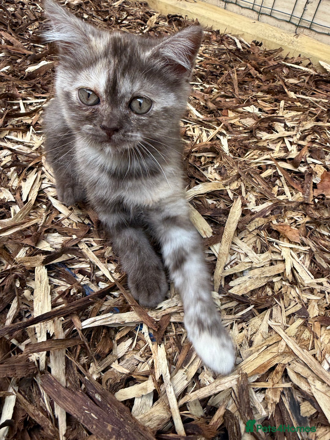 British Shorthair cats for sale: BSH x SF show quality kittens (REDUCED) - Image 25