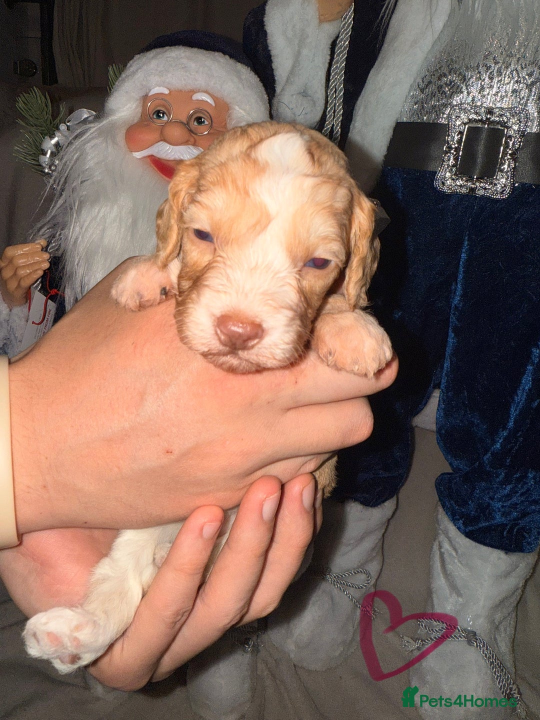 Cockapoo dogs for sale: Stunning F1 Cockapoos 🐾🐶 - Advert 10