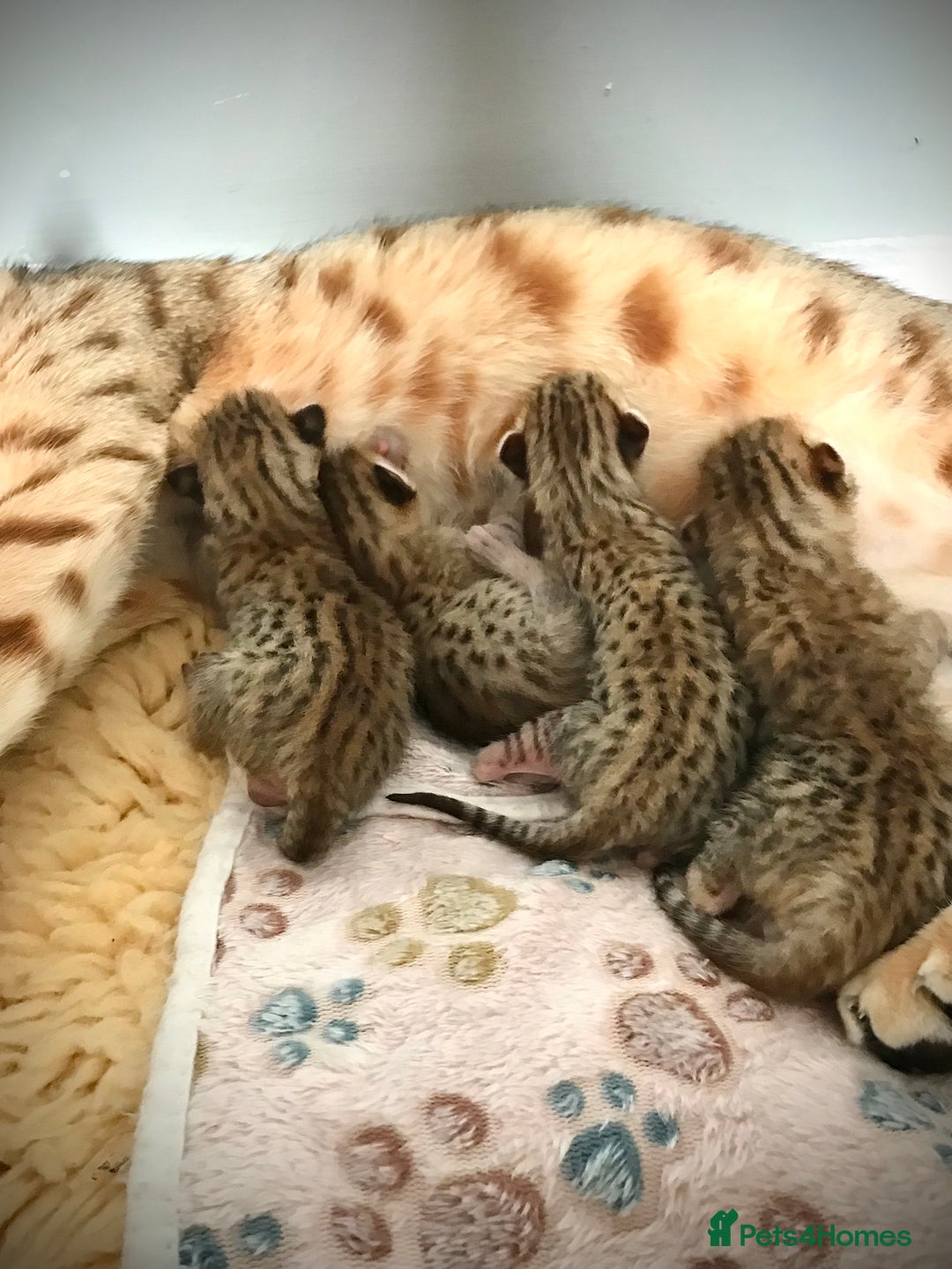 Savannah cats for sale: Beautiful full pedigree savannah kittens  - Image 30