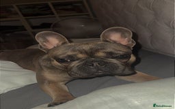 French Bulldog dogs for sale: 1yr 2month Male french bulldog - Image 5