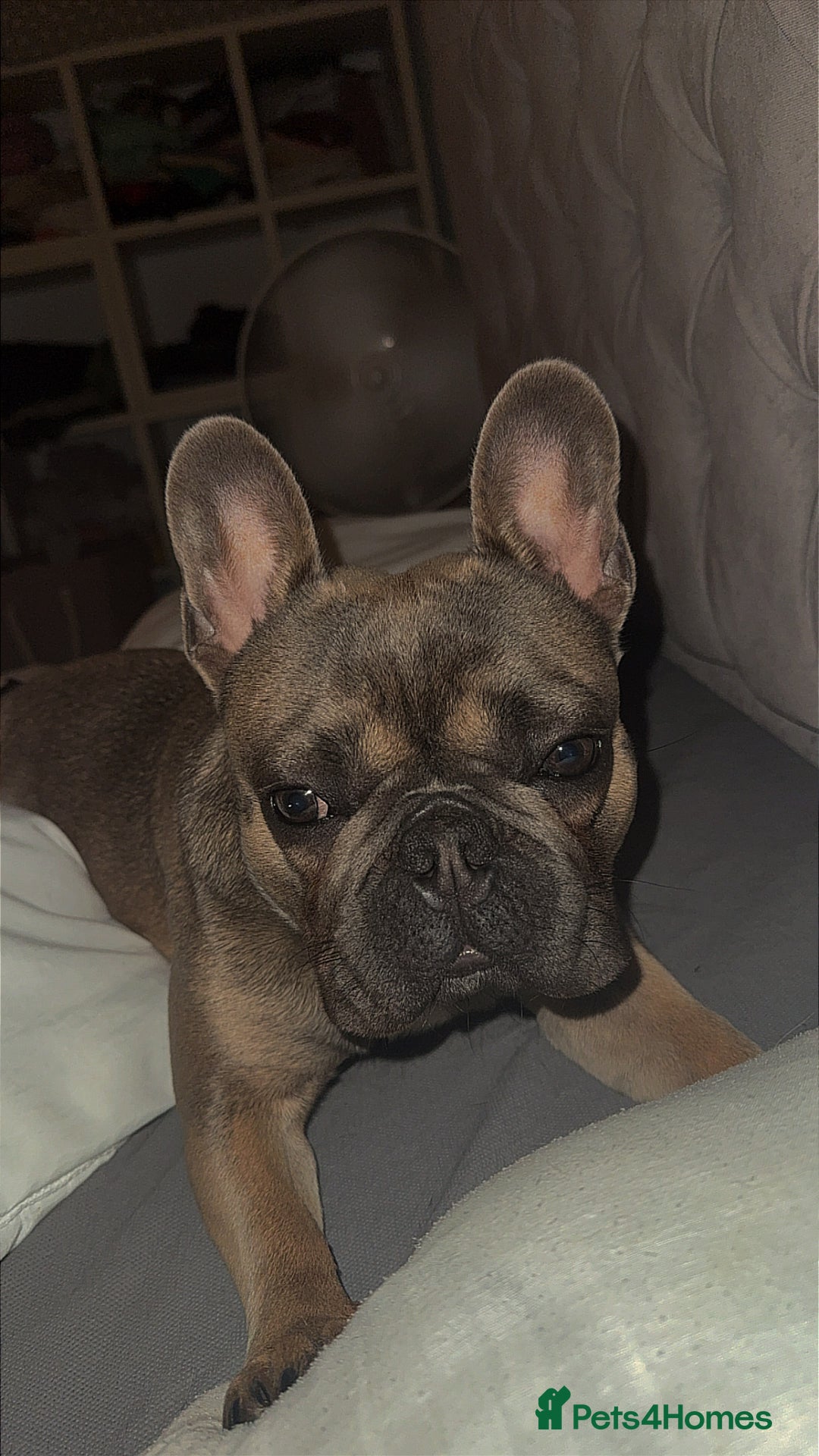 French Bulldog dogs for sale: 1yr 2month Male french bulldog - Image 5
