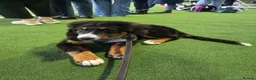 Bernese Mountain Dog dogs for sale: Re-homing female bernese mountain puppy - Advert 12