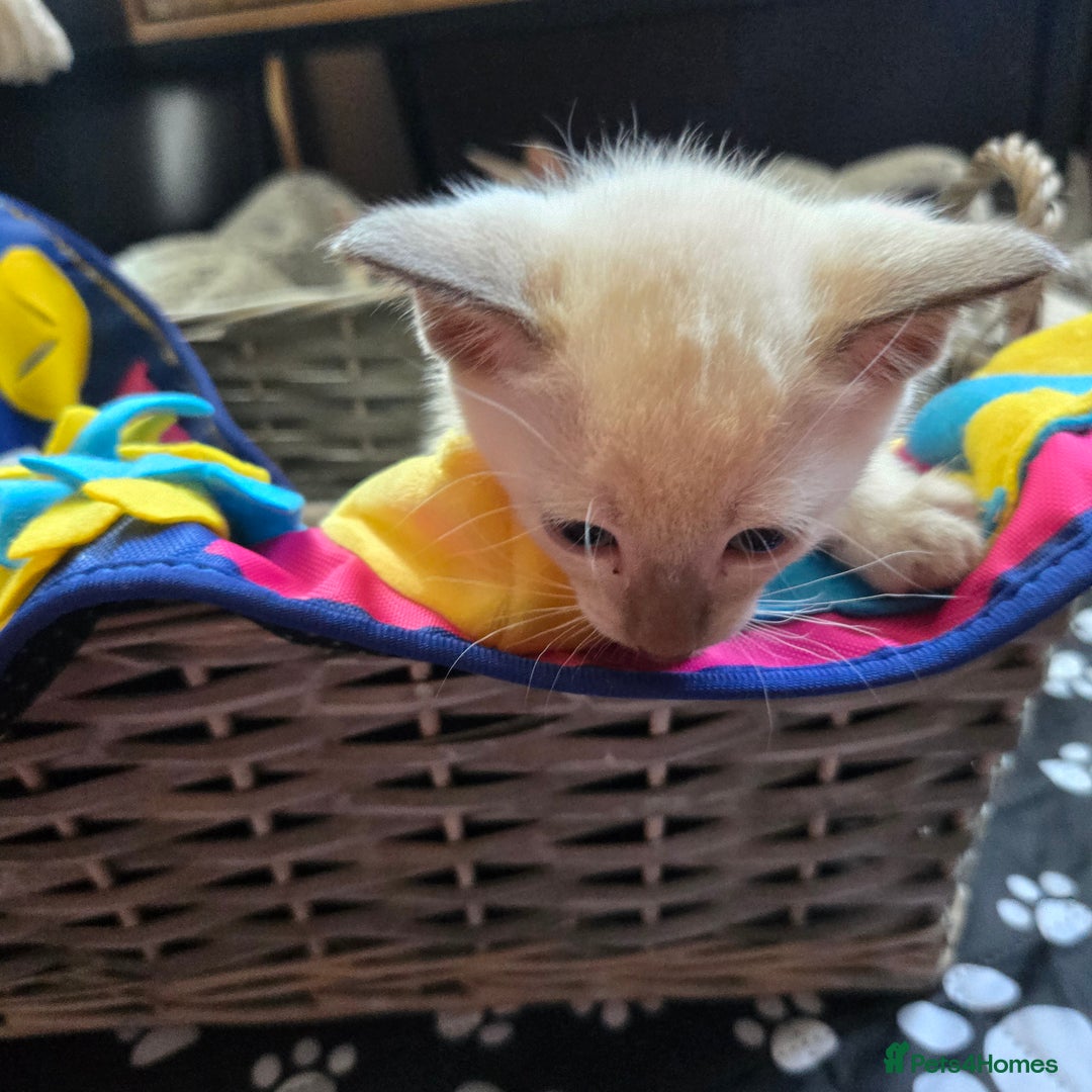 Tonkinese cats for sale: Registered, pedigree 1st generation,  VET checked  - Image 4