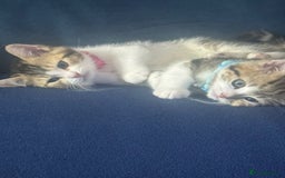 British Shorthair cats for sale: 2 beautiful kittens for sale - Image 1