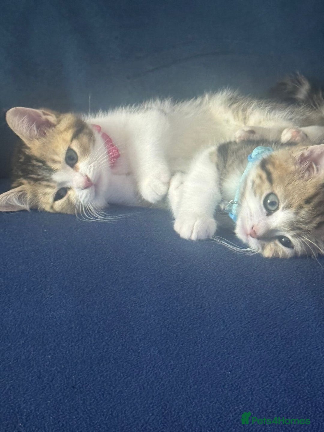 British Shorthair cats for sale: 2 beautiful kittens for sale - Image 1