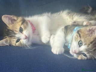 British Shorthair cats - Advert 34