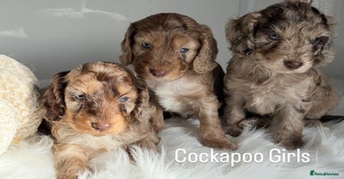 Cockapoo dogs - Advert 1