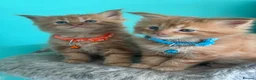 Maine Coon cats for sale: Beautiful mainecoon kittens  - Advert 4