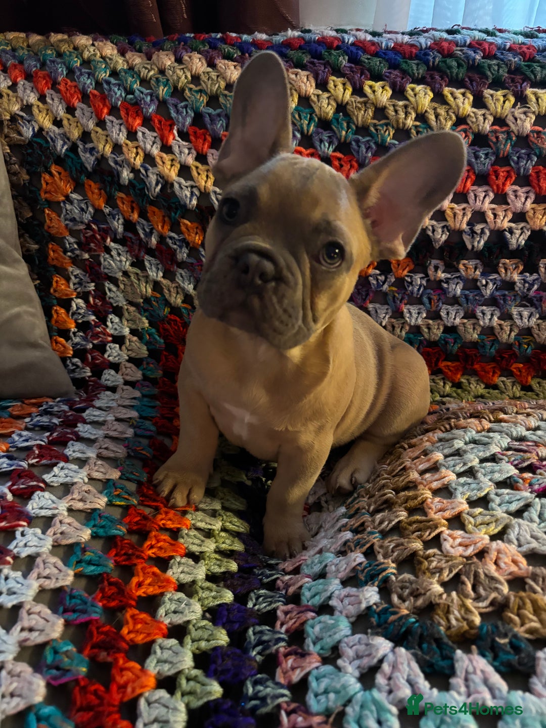 French Bulldog dogs for sale: Beautiful Frenchie Puppy Looking For Loving Home - Advert 2