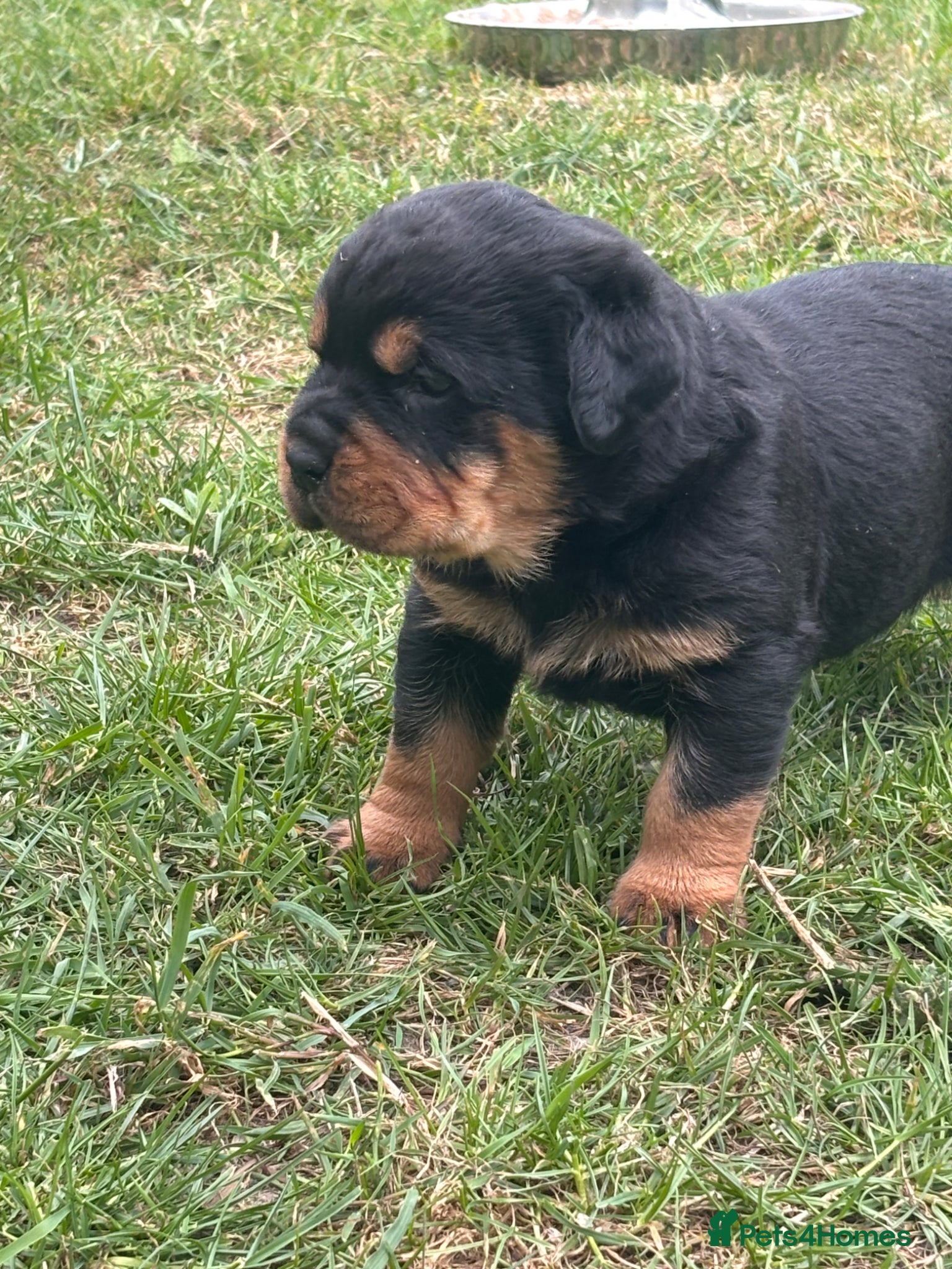 Rottweiler dogs for sale: Gorgeous chunky girl  - Advert 9
