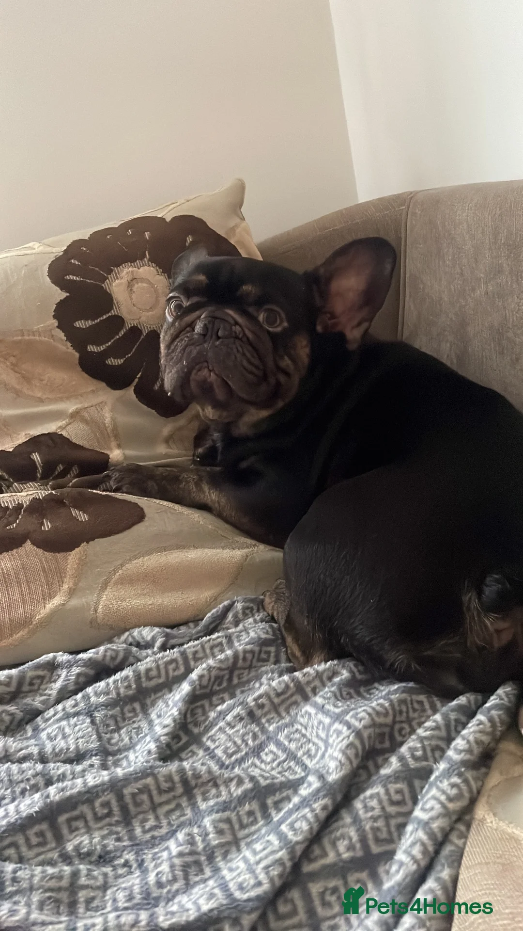 French Bulldog dogs for sale: Stitch  - Advert 2