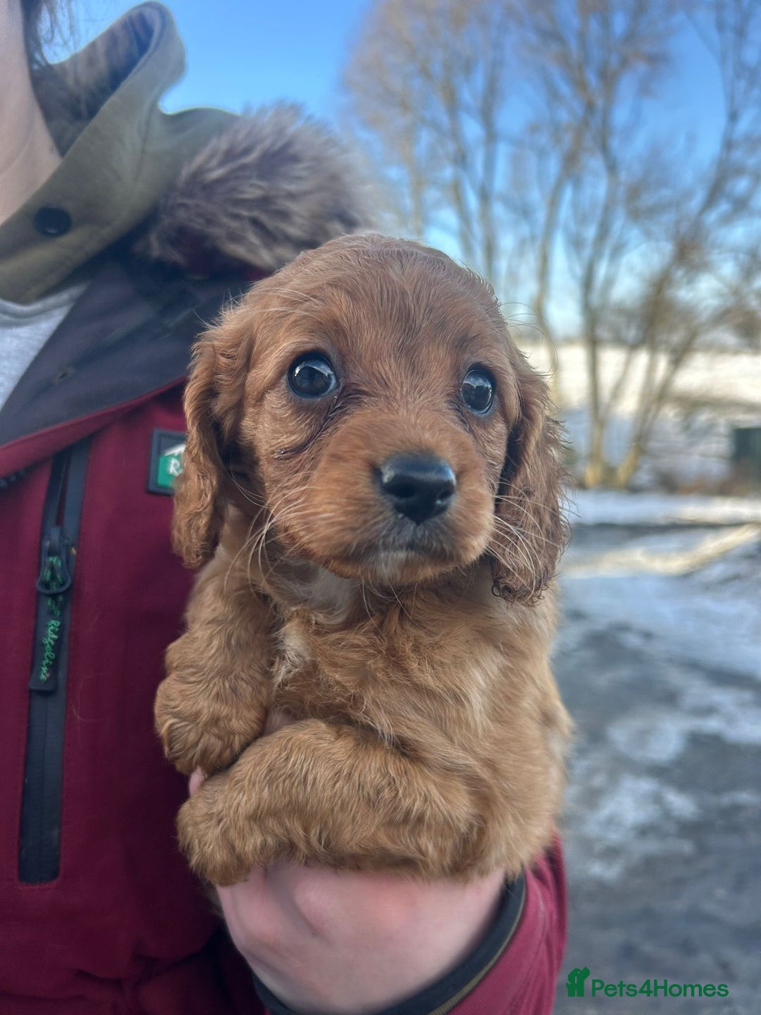 Cockapoo dogs for sale: Gorgeous Fox Red Cockapoo Girls  - Advert 4