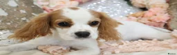Cavapoo dogs for sale: Health Tested Cavapoo Puppies - Advert 33