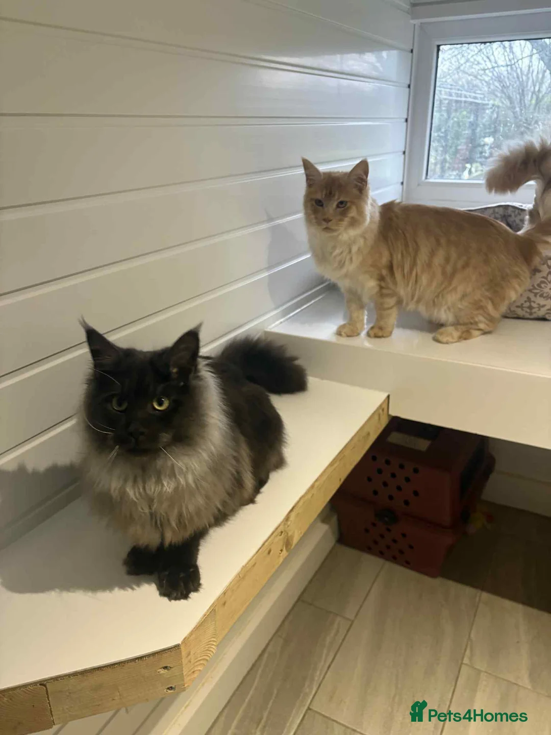 Maine Coon cats for sale: Maine Coon Brothers  - Advert 1