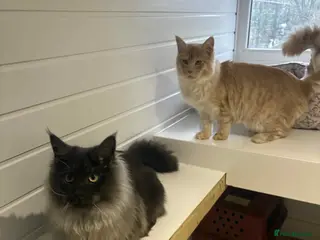 Maine Coon cats Maine Coon Brothers - Advert 4