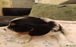 Cavapoo dogs for sale: A stunning litter of cavapoo beautiful costs  - Image 22