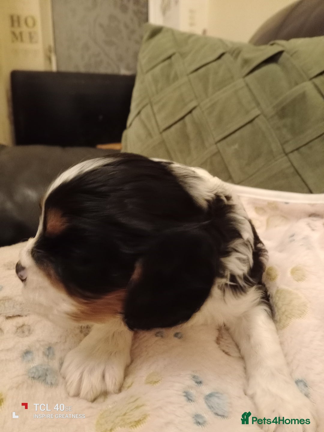 Cavapoo dogs for sale: A stunning litter of cavapoo beautiful costs  - Image 22