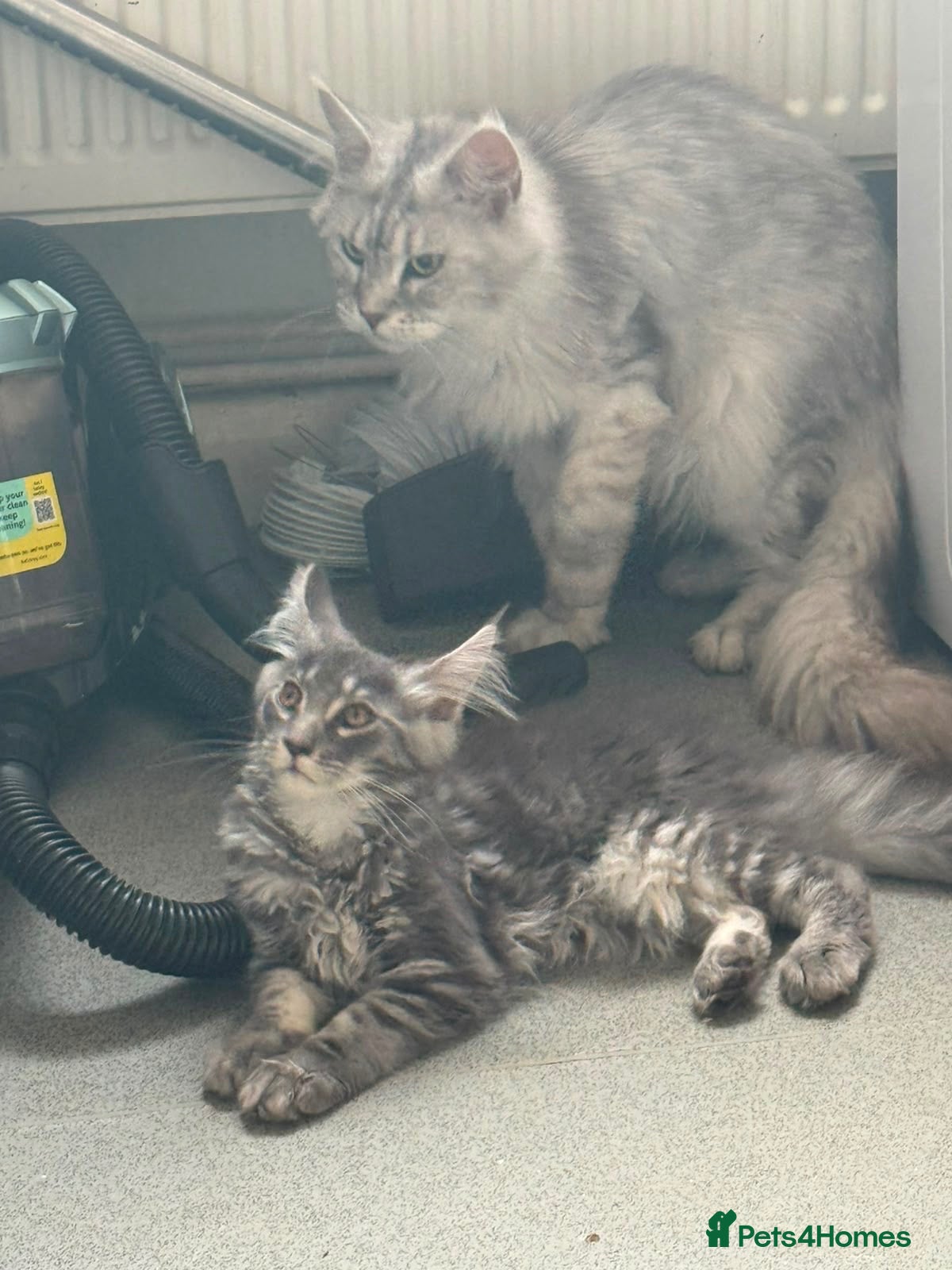 Maine Coon cats TICA registered Maine coon kittens  - Advert 1