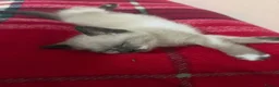 Mixed Breed cats for sale: Brother and sister kittens  - Advert 9