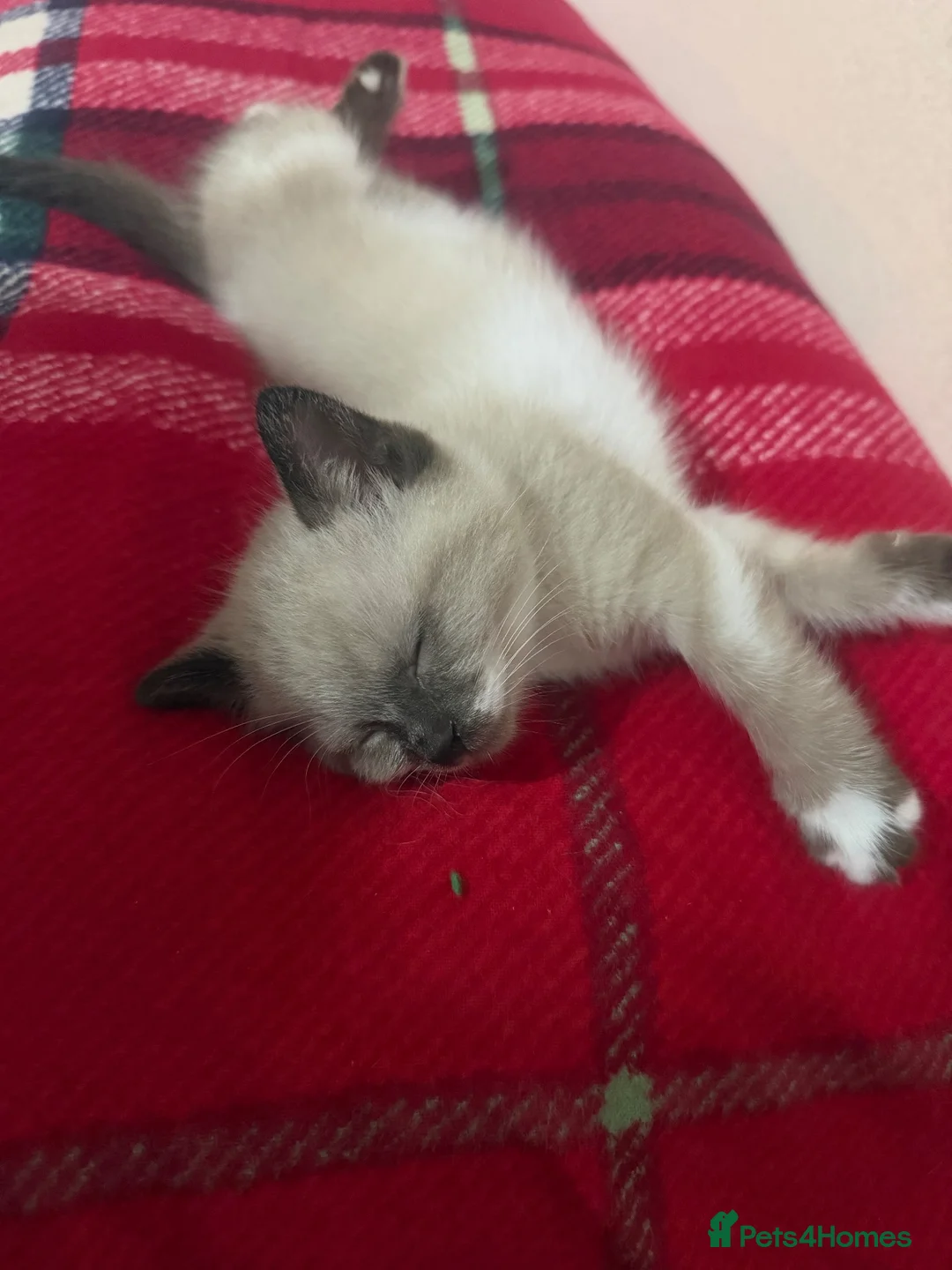 Mixed Breed cats for sale: Brother and sister kittens  - Advert 9