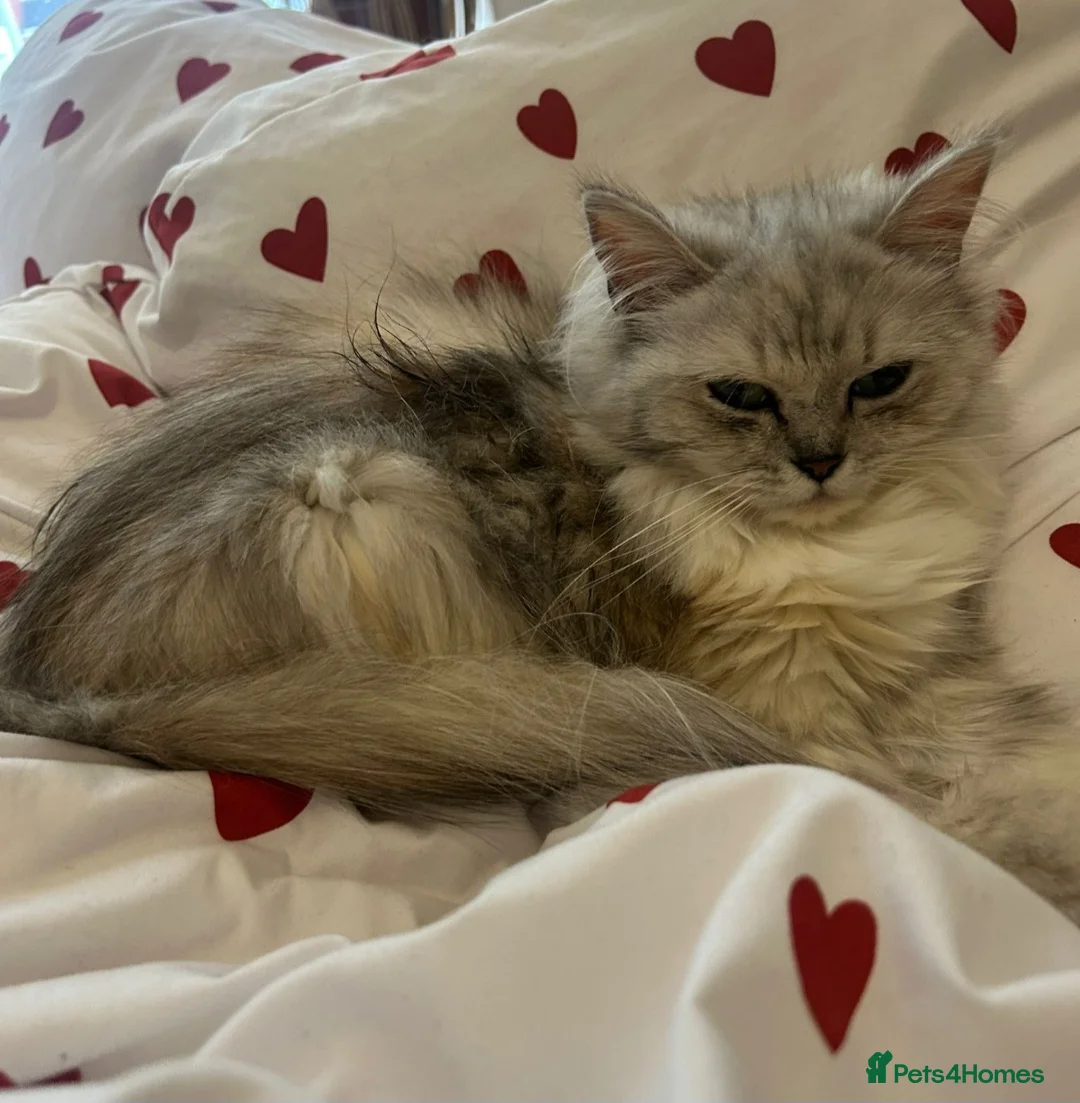 Ragdoll cats for sale: Ragdoll x Persian Cat 12 month old Female Martha  - Advert 2