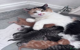Mixed Breed cats for sale: Cute kittens looking for nice home  - Image 19