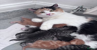 Mixed Breed cats - Advert 4