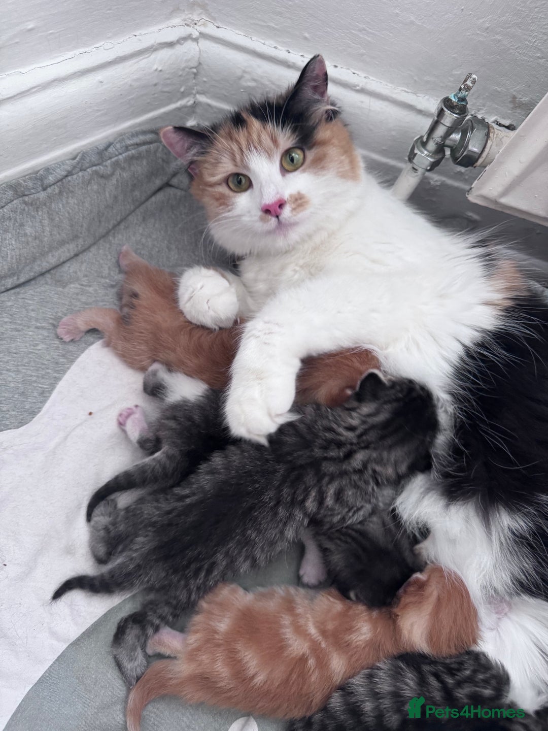 Mixed Breed cats for sale: Cute kittens looking for nice home  - Image 19