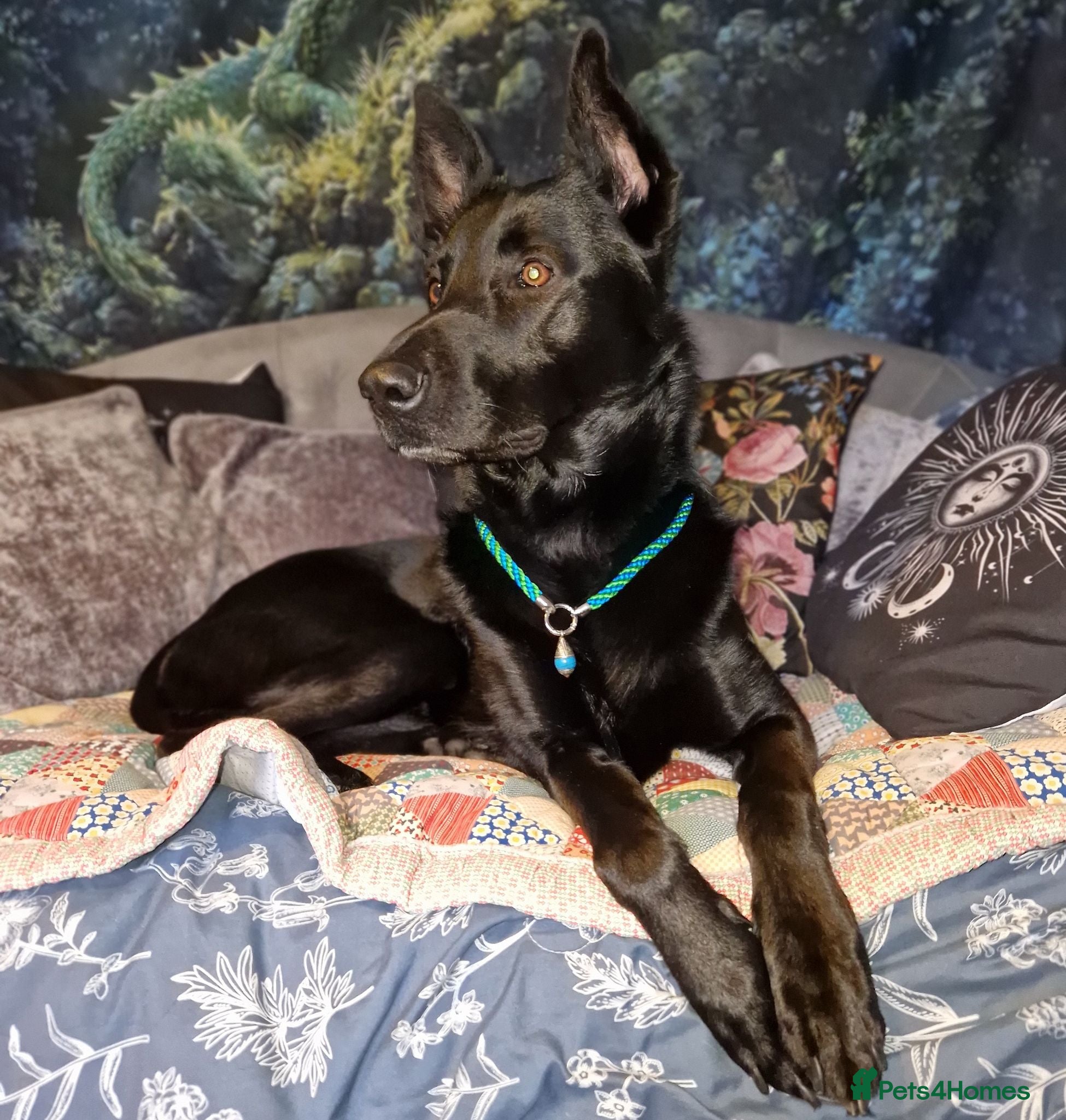 Mixed Breed dogs rehoming beloved dog - Advert 2