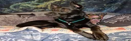 Mixed Breed dogs for sale: rehoming beloved dog - Advert 1