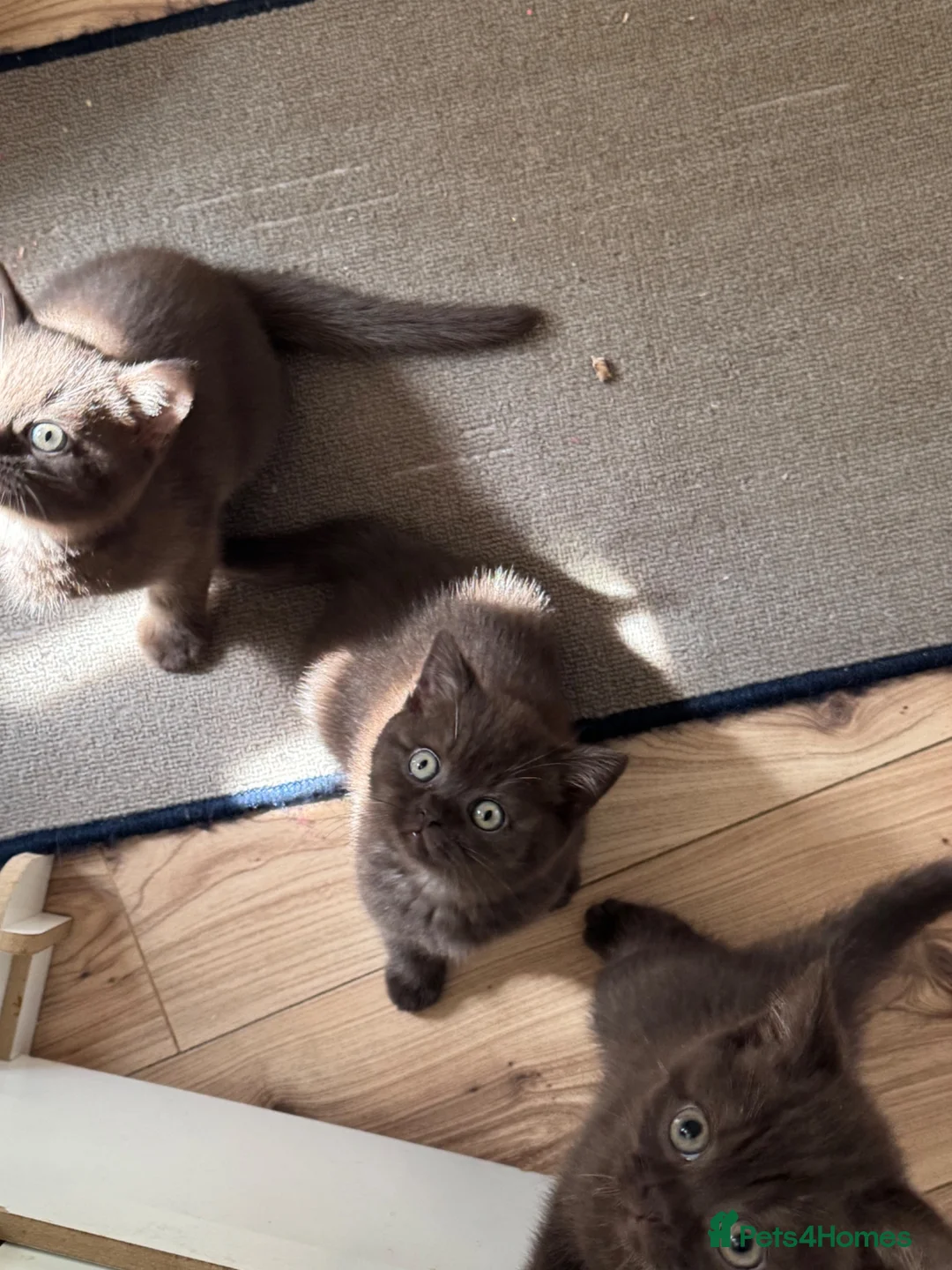 British Shorthair cats for sale: ⭐️🇬🇧 ,GCCF REG chocolate girl - Advert 2