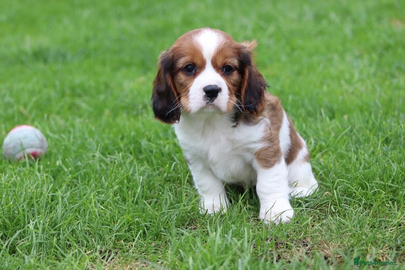 Cavachon dogs Beautiful Cavachon puppies for sale - Advert 1