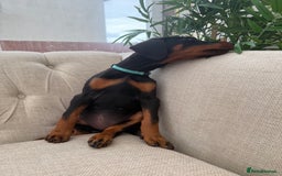 Dobermann dogs for sale: Healthy chunky European Doberman puppies - Image 18