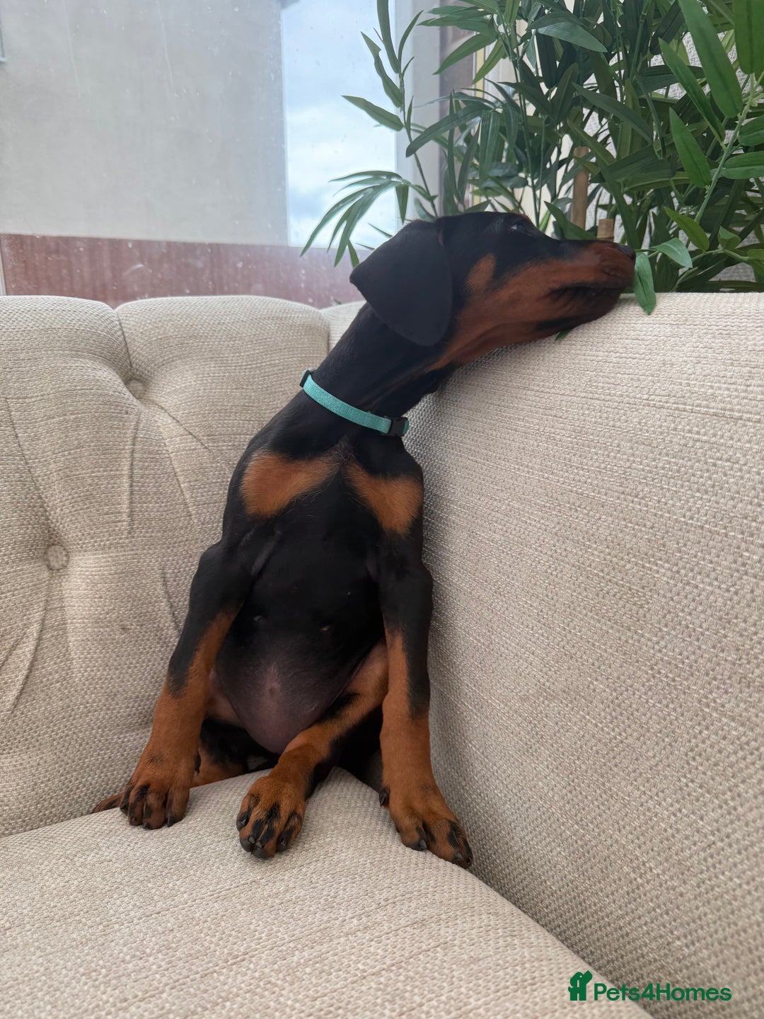Dobermann dogs for sale: Healthy chunky European Doberman puppies - Image 18